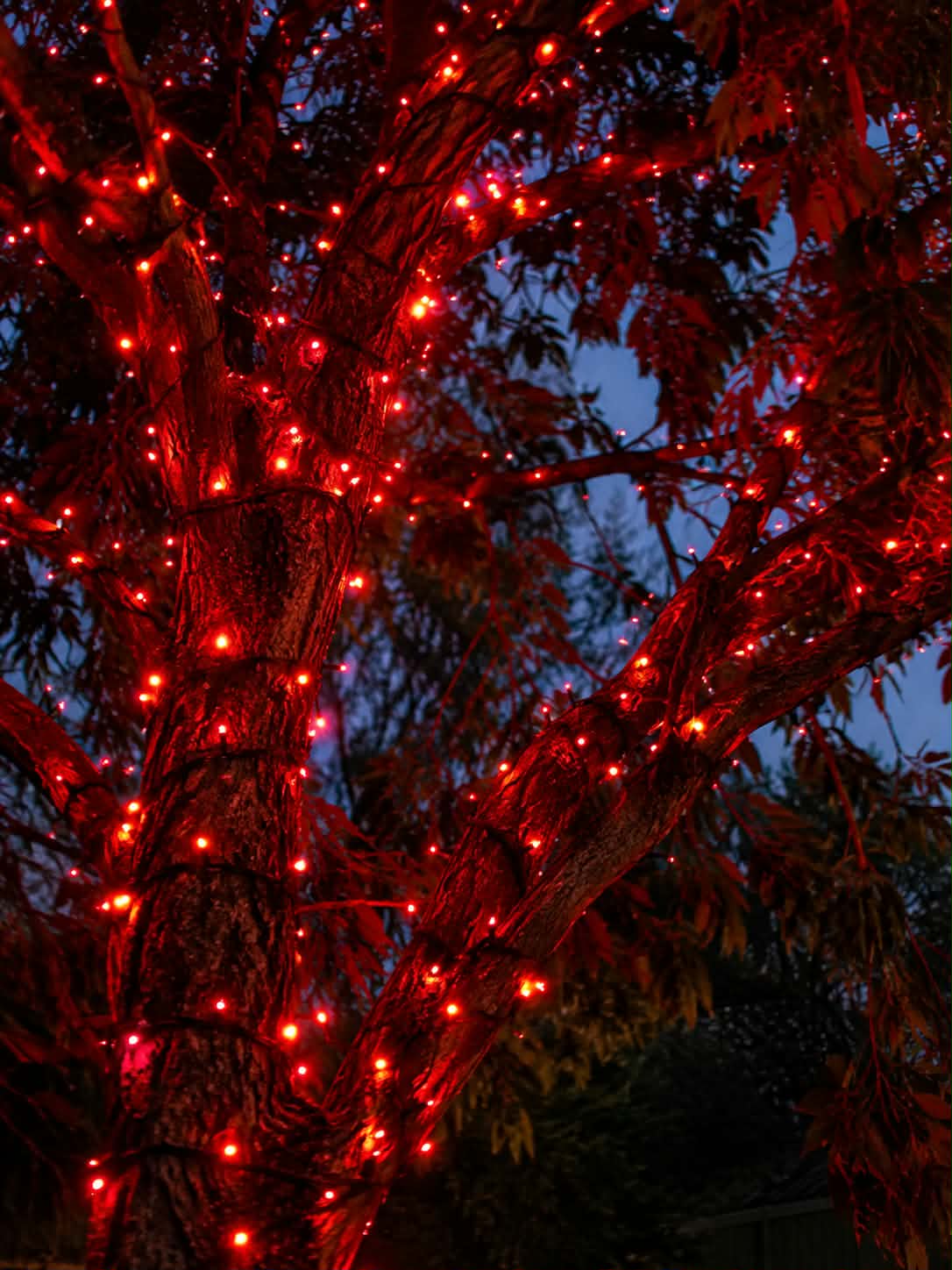 Neon Noel-Red String Lights 20m-Lights On a tree outdoors-Hobart-Australia-Tasmania