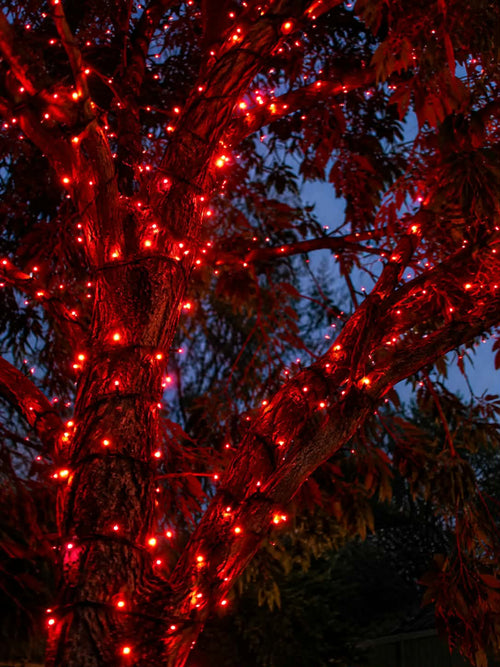 Neon Noel-Red String Lights 20m-Lights On a tree outdoors-Hobart-Australia-Tasmania