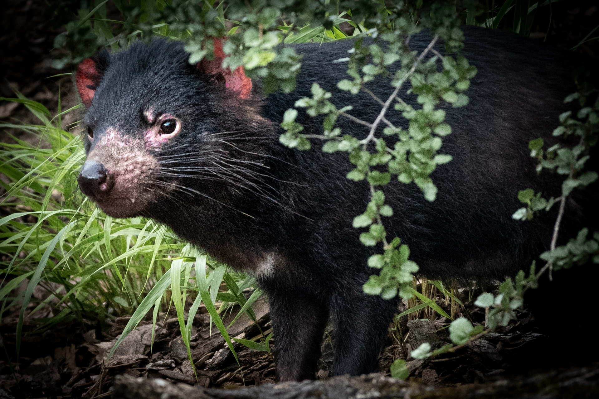 Tasmanian Devil, Tassie Devil, Tasmanian Devil in nature