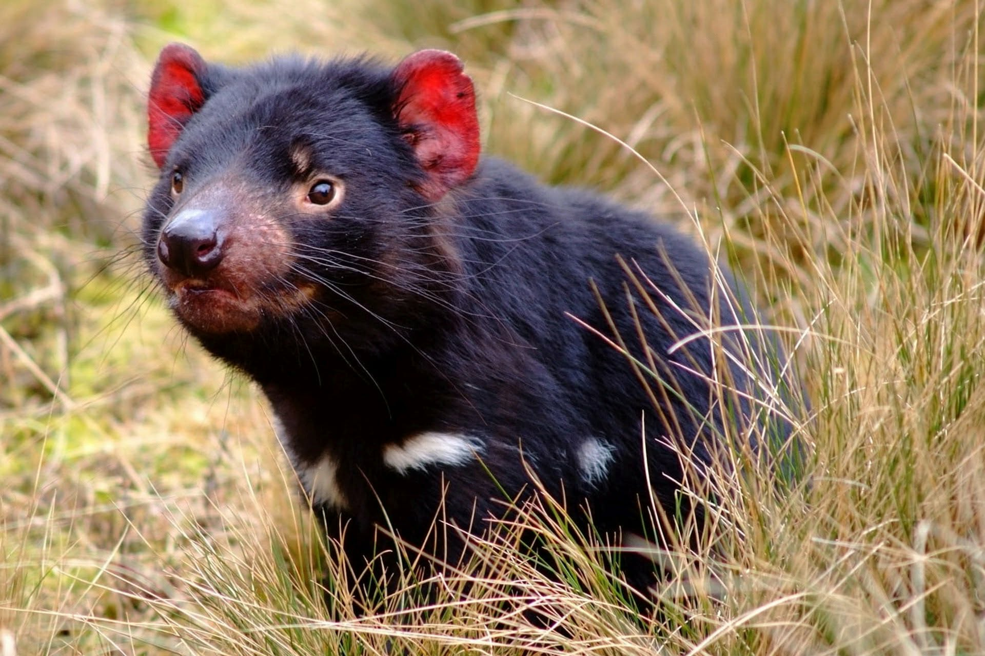 Tasmanian Devil, Tassie Devil, Tasmanian Devil in nature