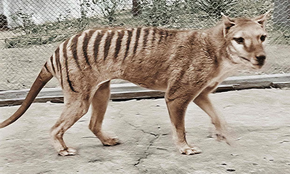 Tasmanian Tiger, Thylacine, Last known Tasmanian Tiger